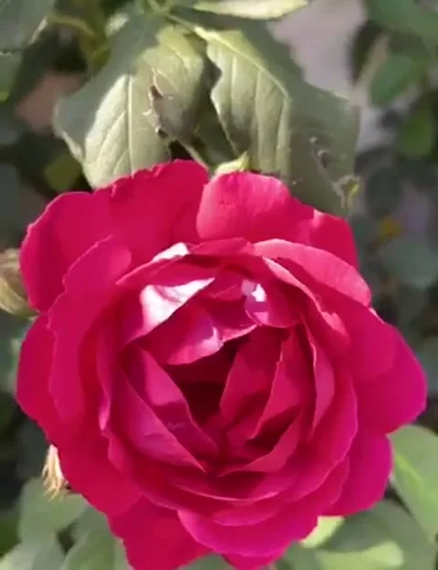 Timelapse flower Stock Footage