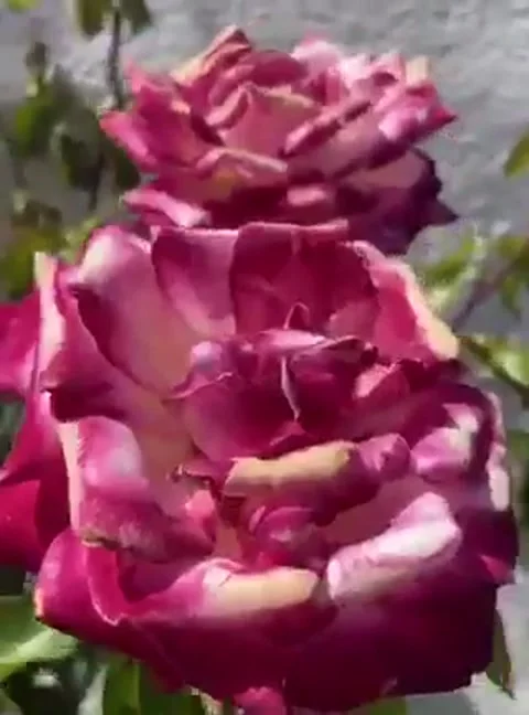 Timelapse flower Vídeos de archivo 131893005