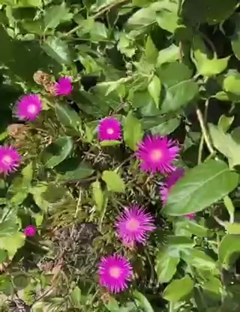 Timelapse flower Vídeos de archivo 131893058