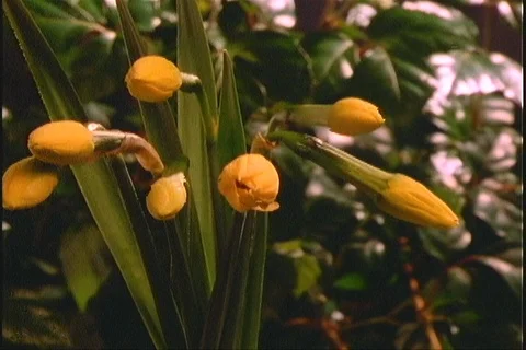 Timelapse flower group daffodils open Video stock 121599485
