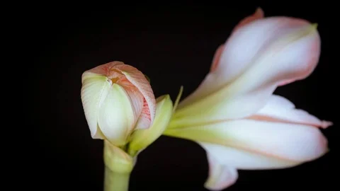Timelapse flower openness Stock-Footage 83518460