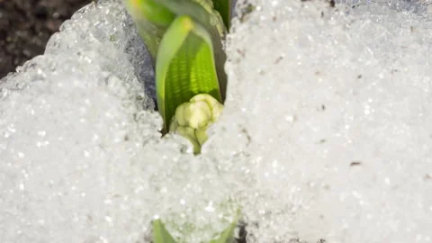 Timelapse flower snow Stock-Footage 192411523