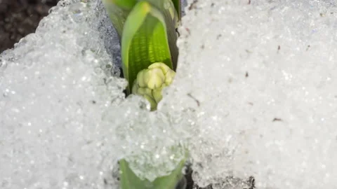 Timelapse flower snow Stock Footage 196112108