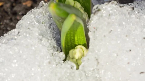 Timelapse flower snow Video stock 201026856