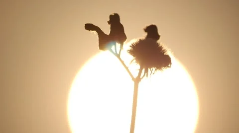 Timelapse: flower in sunset, sun moving down Stock Footage 50411229