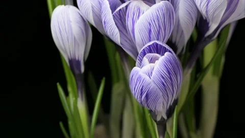 Timelapse of flowering crocus on a black background Stock Footage 234057099