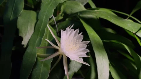 Timelapse of Flowering Video stock 314290560