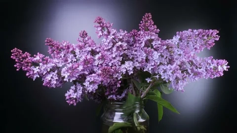 Timelapse flowering lilac on a black background Stock Footage 155648304