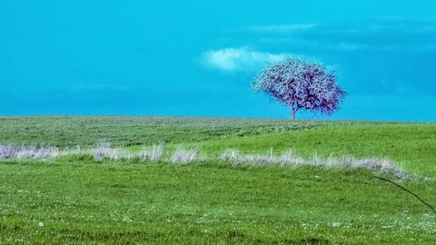 Timelapse of a flowering tree Stock Footage 128064924