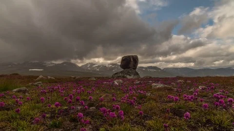 Timelapse of flowers and clouds 動画素材 78247497