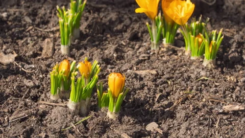 Timelapse, flowers and insects Stock Footage 188558556