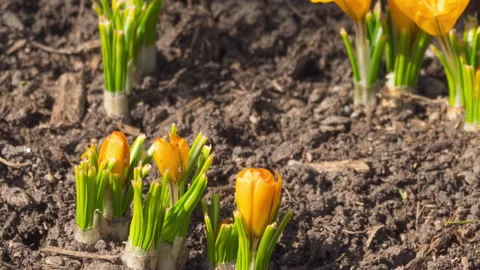 Timelapse, flowers and insects Stock Footage 192404652