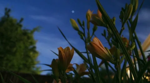 Timelapse Flowers Bloom at night Stock Footage 42796420