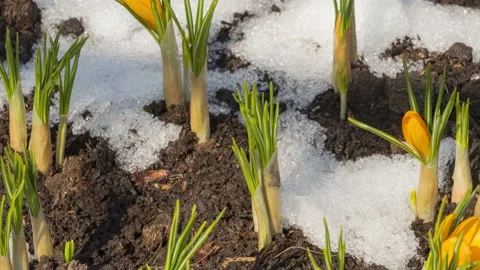 Timelapse flowers bloom in spring Stock Footage 154532292