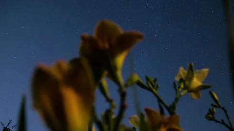 Timelapse Flowers Bloom Under Stars Stock Footage 42790959