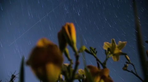 Timelapse Flowers Bloom under Trailing Stars Stock Footage 42796850