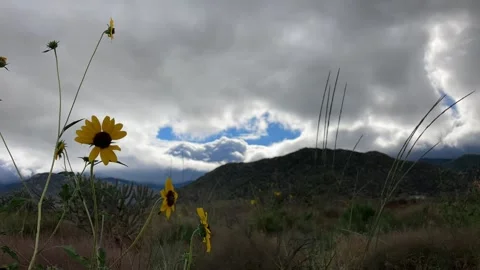 Timelapse of Flowers Stock Footage 247067775