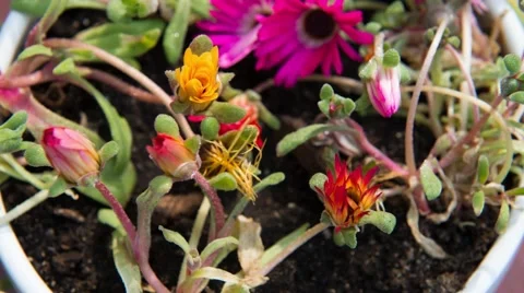 Timelapse of fLowers opening up in the sun Stock Footage 39987975