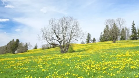 Timelapse of Flowing Clouds and a Lone Tree in a Green Meadow with Dandelion Video stock 309185399