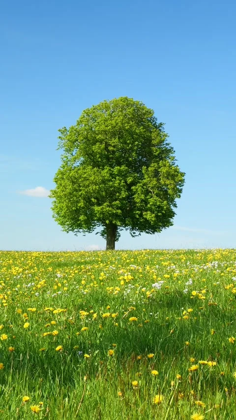 Timelapse of Flowing Clouds and a Single Tree Surrounded by Lush Green Grass Stock Footage 309224369