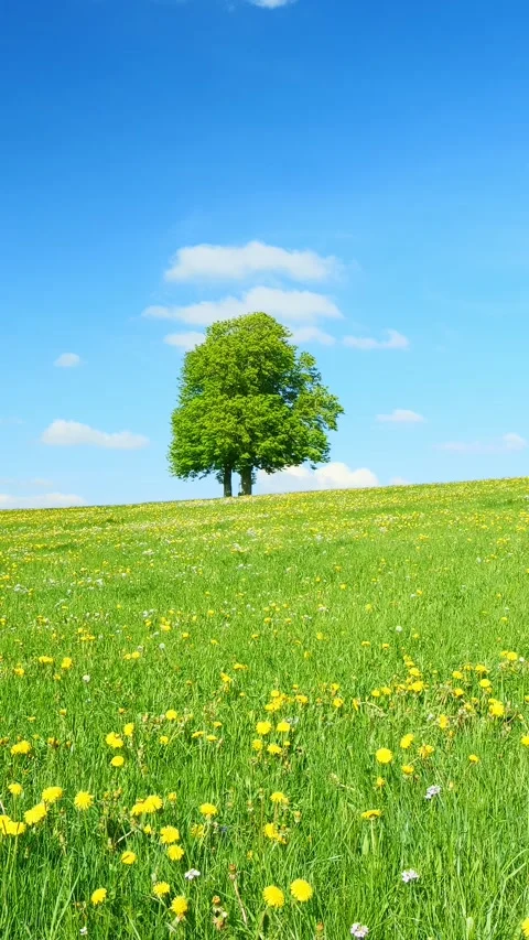 Timelapse of Flowing Clouds Over a Lone Tree in a Lush Meadow with Green Gras Stock Footage 309217120