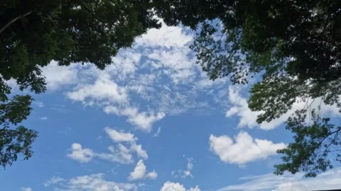 Timelapse of fluffy white clouds among leaves Stock Footage 307411007