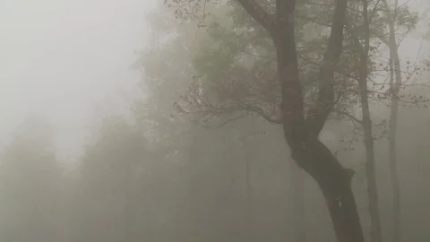 Timelapse of fog, clouds and trees in North Carolina Video stock 74637495