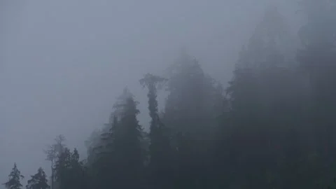 Timelapse of Fog Engulfing Dense Pine Forest  Dark Monsoon Mood in the Hima.. Stock Footage 316360629