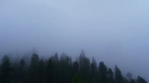 Timelapse of Fog Settling Over Pine Forest  Moody Monsoon Morning in the Hi.. Stock Footage 316360670