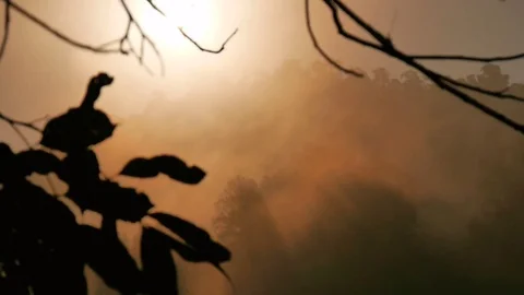 Timelapse of foggy cloudy sunrise in the jungle at Gibbon Experience, Laos Stock Footage
