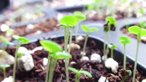 Timelapse Stock-Footage 174131611