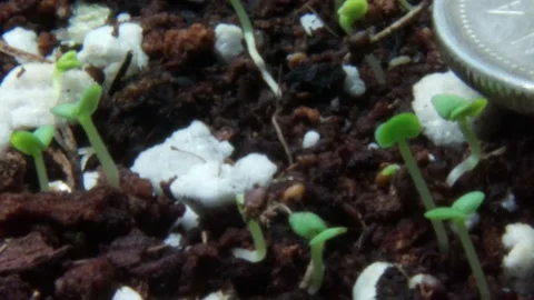 Timelapse Stock-Footage 174131819