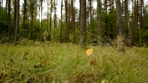 Timelapse of the forest against the sky. Big birch on the edge of the forest. Stock Footage 116592116