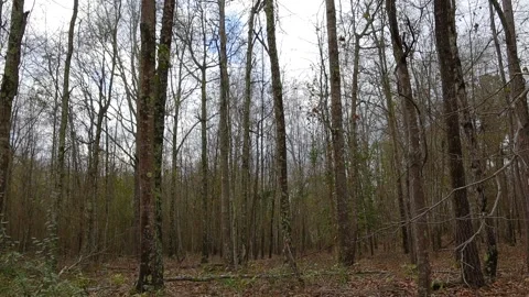 Timelapse of the forest and clouds passing above in the Winter in Georgia Stock Footage 149084183