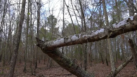 Timelapse of a forest and moving clouds above in the Winter in rural Georgia Stock Footage 149084186