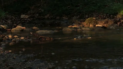 Timelapse of forest creek in Italy Stock Footage 87223553