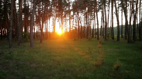 Timelapse forest at dawn. Stock Footage 8648212