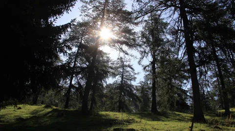 Timelapse forest Stock Footage 35523131