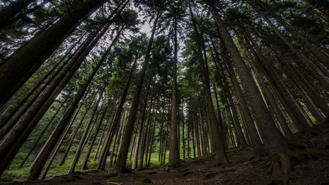Timelapse forest Stock Footage 95140504