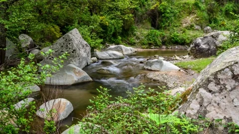 Timelapse at the Forest Stock Footage 133458191