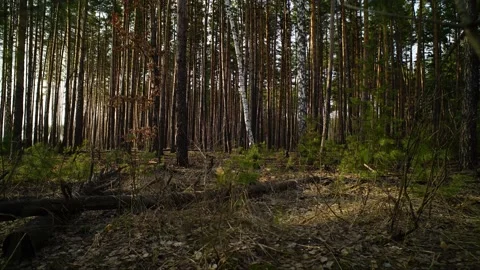 Timelapse in the forest. Stock Footage 150106470