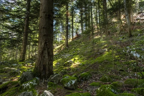 TIMELAPSE IN THE FOREST 库存影片 190317492