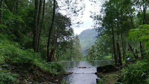 Timelapse in forest lake Stock Footage 242488270