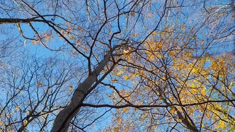 Timelapse forest with moving trees 動画素材 332720643