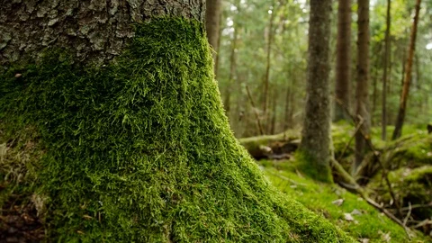 Timelapse of the forest. Old ancient forest with trenches after the war. Stock Footage 116677953