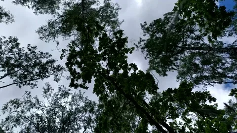 Timelapse Forest Sky Stock Footage 148092635