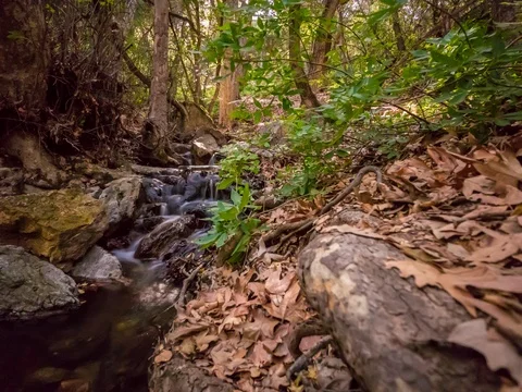 Timelapse of Forest Stream 4.6K Stock Footage 81570764