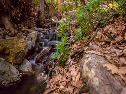 Timelapse of Forest Stream 4K Stock Footage 81560179