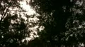 Timelapse Forest Sunlight 01 Dolly Down HD Footage