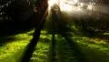 Timelapse Forest Sunlight FX02 Loop WEB Web Footage